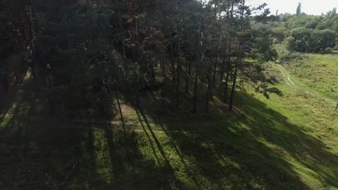 Forest path, the flight of a drone over the forest Stock-Footage 91033557