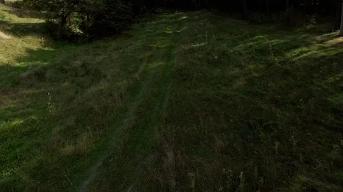 Forest path, the flight of a drone over the forest Stock Footage 91748984
