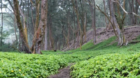 Forest Path - Flowering Plants Growing Against Trees In Forest Stock Footage 79681489