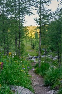 Forest path with flowers leading to a distant light Stock Photos