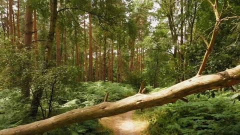 Forest Path Fly Over Felled Tree 4K 스톡 동영상 142089629
