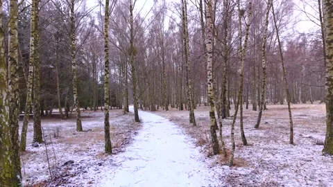 Forest Path Flying Drone Flight Video stock 327915079