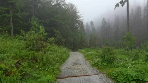 Forest path into the foggy woods Vídeos de archivo 329058778