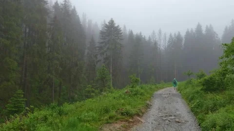 Forest path into the foggy woods Vídeos de archivo 329058803