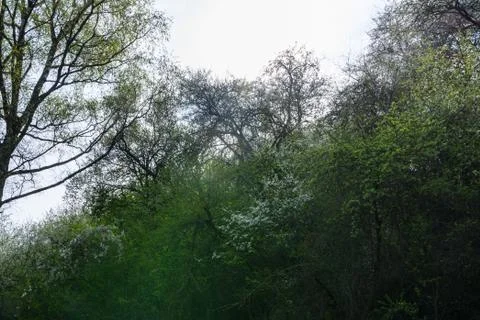 Forest Path Foliage Bright Beautiful Day Outdoors Wildlife Park Destination G Stock Photos