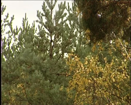 Forest path Video stock 1012554