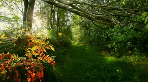 Forest path Video stock 11803967
