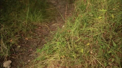 Forest path Stockbeeldmateriaal 20514375