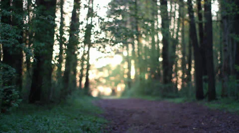 Forest path Stock Footage 23691331