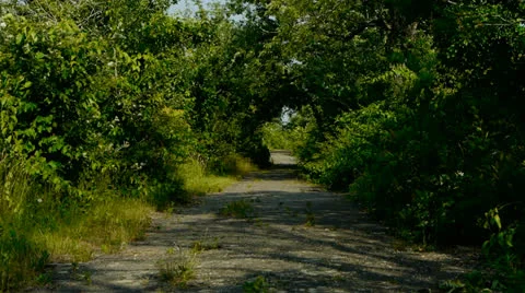 Forest Path Video stock 25087502