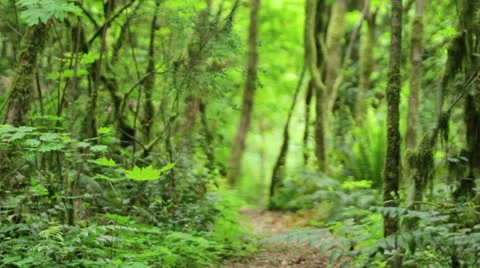 Forest path Vídeos de archivo 25670734