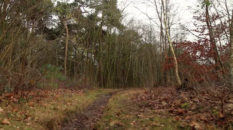 Forest path Stock Footage 33927011
