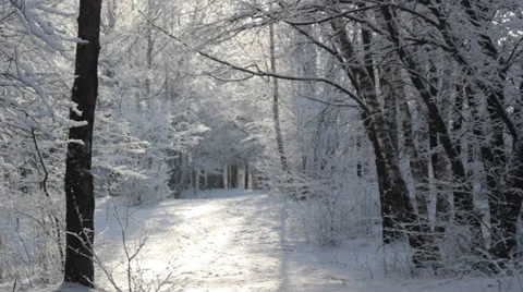 Forest path Stock Footage 37086855