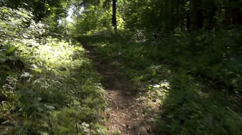 Up the forest path Stockbeeldmateriaal 39844813