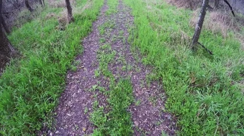 Forest Path Stock Footage 48343911