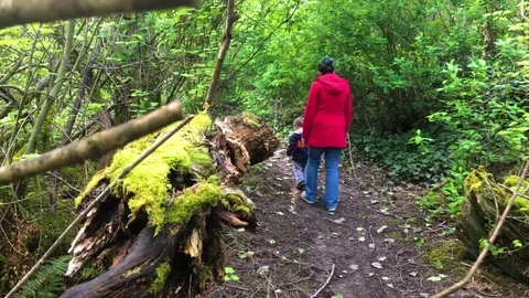 Forest Path Stock Footage 75211452