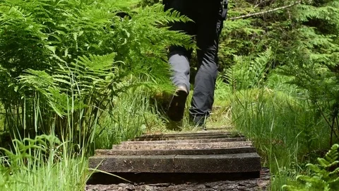 Forest path Stock Footage 76620190