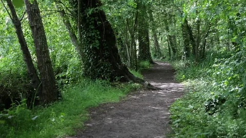 Forest path Stock Footage