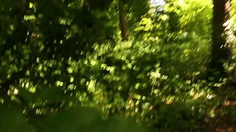 Forest Path Stock Footage 84657931