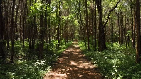 Forest Path 스톡 동영상 92620714