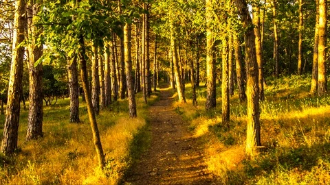 Forest path Stock Footage 96212057
