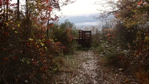 Forest path 库存影片 97709715