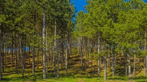 The Forest Path Stock Footage 119218158