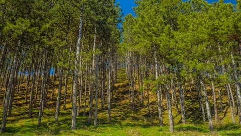 The Forest Path Stock Footage 119327775
