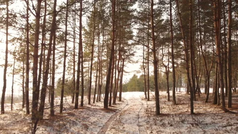 Forest Path Stock Footage 122361296