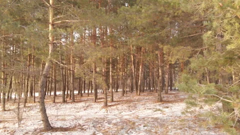 Forest Path Stock Footage 122361307