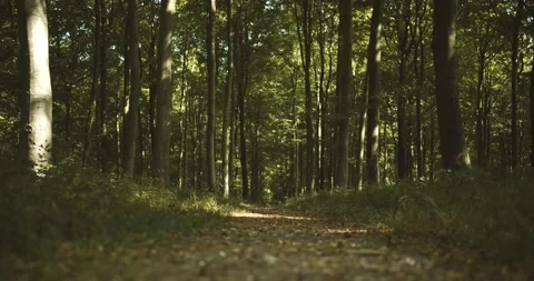 Forest path 動画素材 139755556