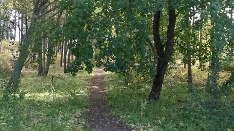 Forest path Stock-Footage 142866156