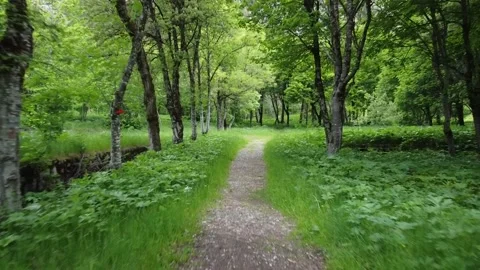 Forest Path Stock Footage 146623494