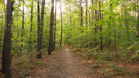 Forest path Stock Footage 146858409