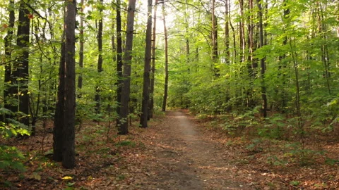 Forest path Stock Footage 146858410