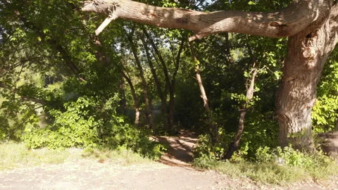 Forest path Stock Footage 147128986