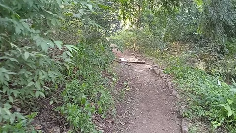 Forest path Video stock 147883325