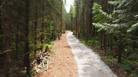 Forest path Stock-Footage 154919279