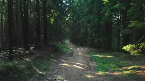 Forest path Stock Footage 157856769