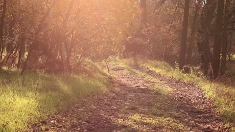 Forest path Stock Footage 166892753
