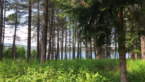 Forest Path Stock Footage 169191002