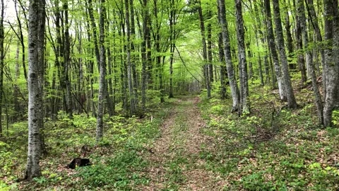 Forest Path Stock Footage 169191378