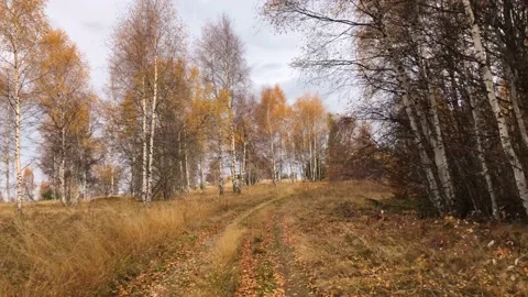 Forest Path Stock Footage 169191405