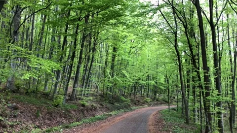 Forest Path Stock Footage 169191473