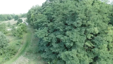 Forest Path 库存影片 205486218