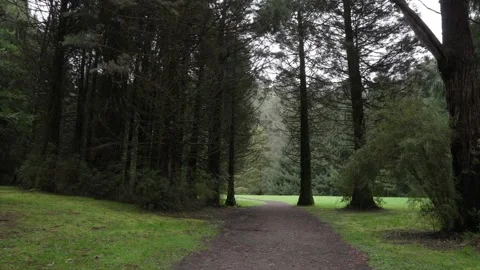 Forest Path Stockbeeldmateriaal 217107902