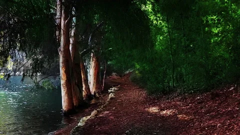 Forest path Stock Footage 229968972