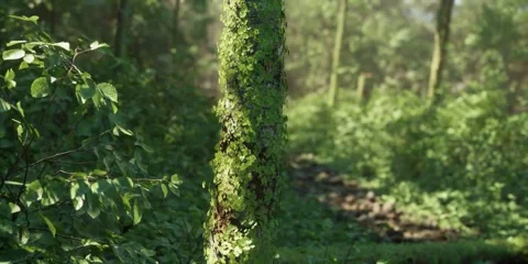 Forest path Vídeo Stock 256851972