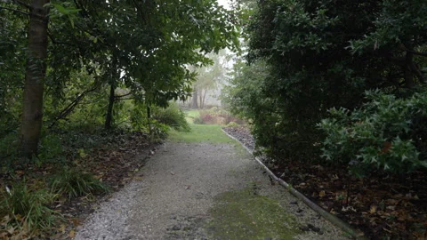 Forest Path Stock Footage 264626876