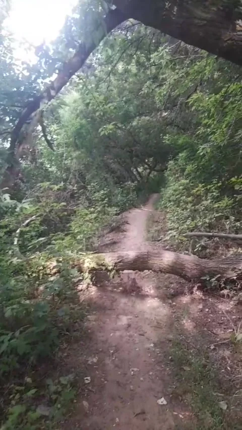 Forest path Stock-Footage 312936950
